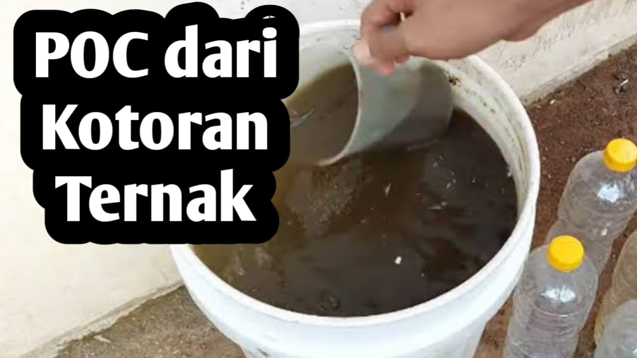 Membuat Pupuk Organik Cair dari Kotoran Ternak, Mampu Merangsang Pertumbuhan Tanaman