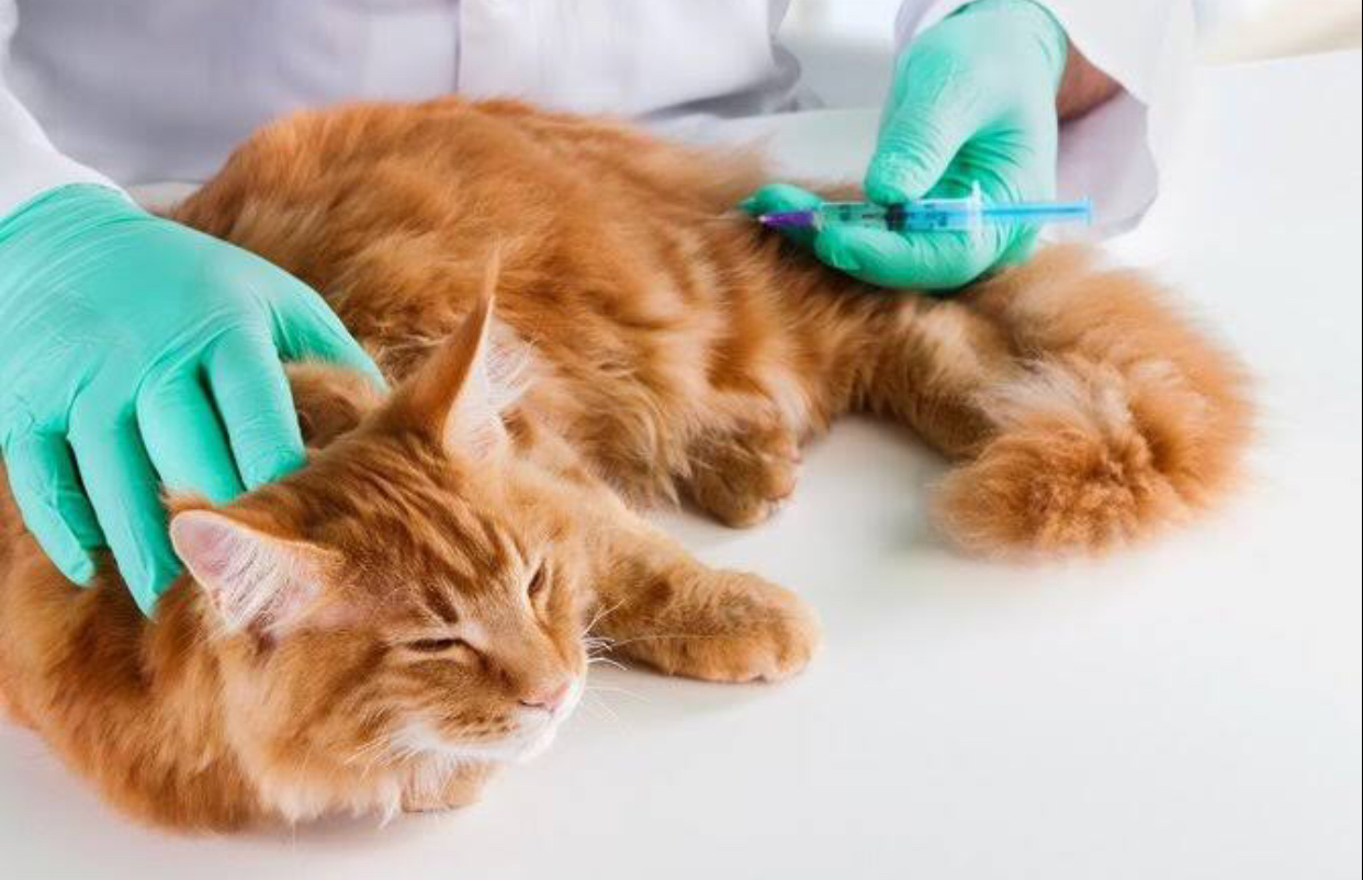 Mengenal Gejala dan Pencegahan Penyakit Umum pada Kucing