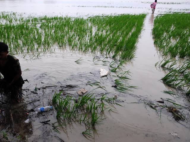 50 Hektar Lebih Area Sawah di Kota Bengkulu Terendam Banjir
