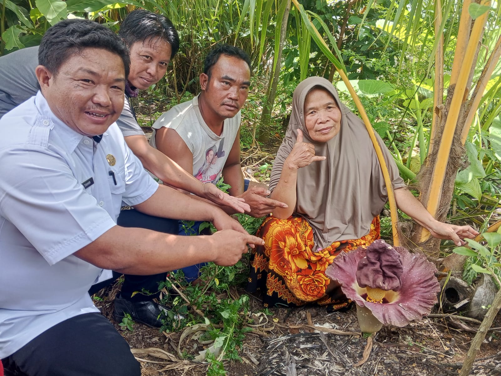 Bunga Bangkai Mekar di Pematang Gubernur