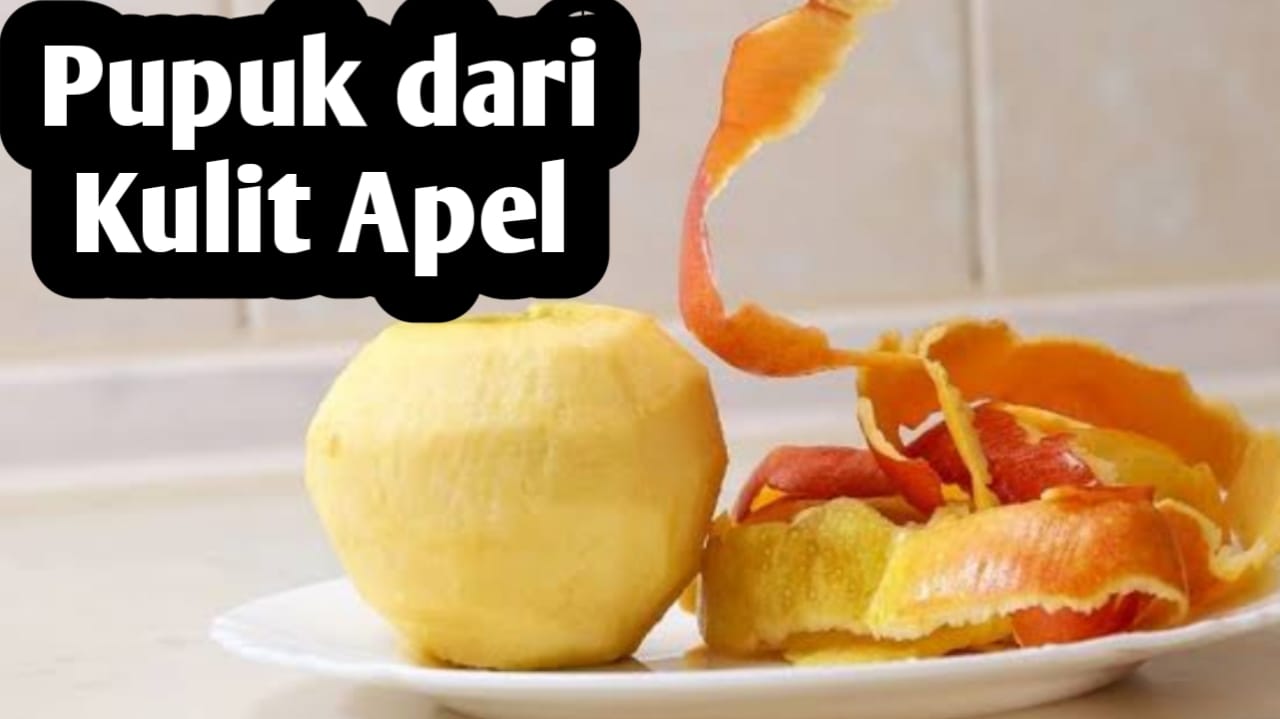 Manfaat Kulit Apel, Bagus Digunakan Sebagai Bahan Pembuatan Pupuk Organik