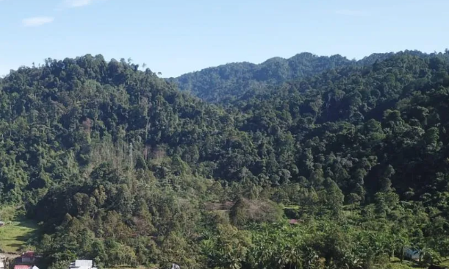 KKI Warsi-Pemprov Bengkulu Manfaatkan Dana GCF untuk Pulihkan Hutan