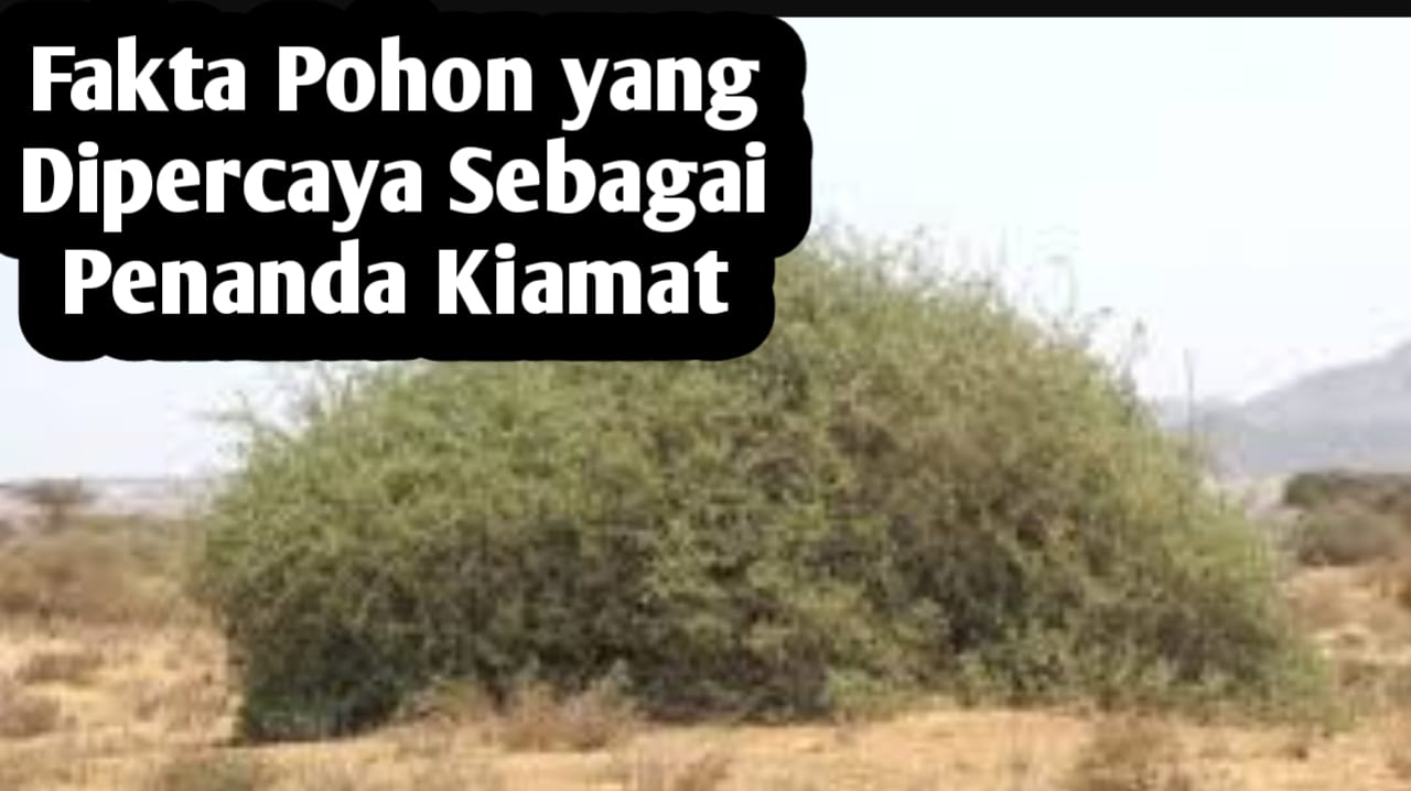 Fakta Pohon yang Dipercaya Sebagai Penanda Kiamat, Salah Satunya Melindungi Musuh Allah SWT