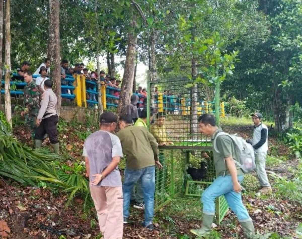 BKSDA Bengkulu Siagakan Personel dan Pasang Perangkap Harimau yang Meresahkan