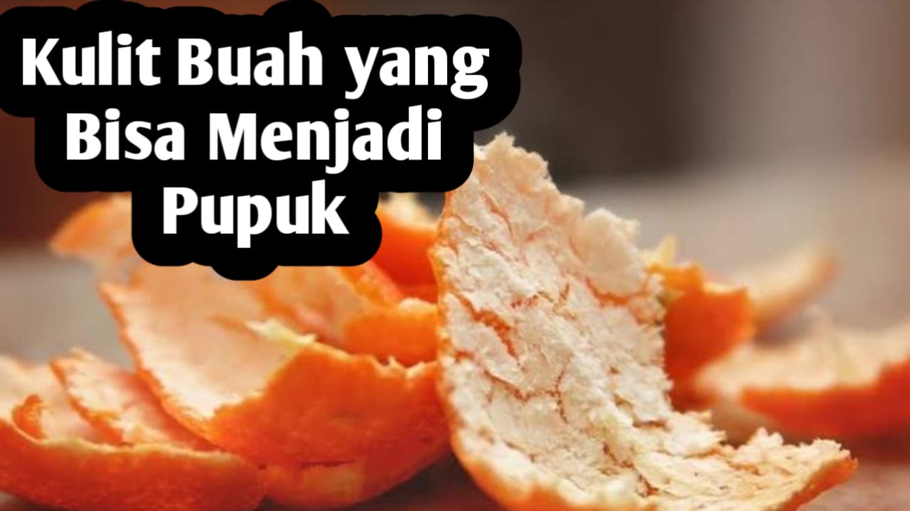 Jangan Dibuang, Ini 7 Kulit Buah yang Bisa Dijadikan Pupuk Tanaman