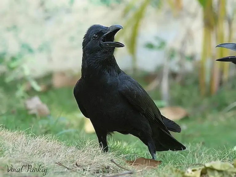 5 Mitos Seram Burung Gagak yang Wajib Kamu Ketahui