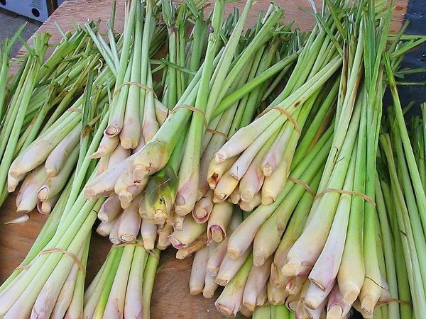 Dagangan Dijamin Laris Manis! Begini Cara Pemakaian Bunga Serai untuk Penglaris Usaha