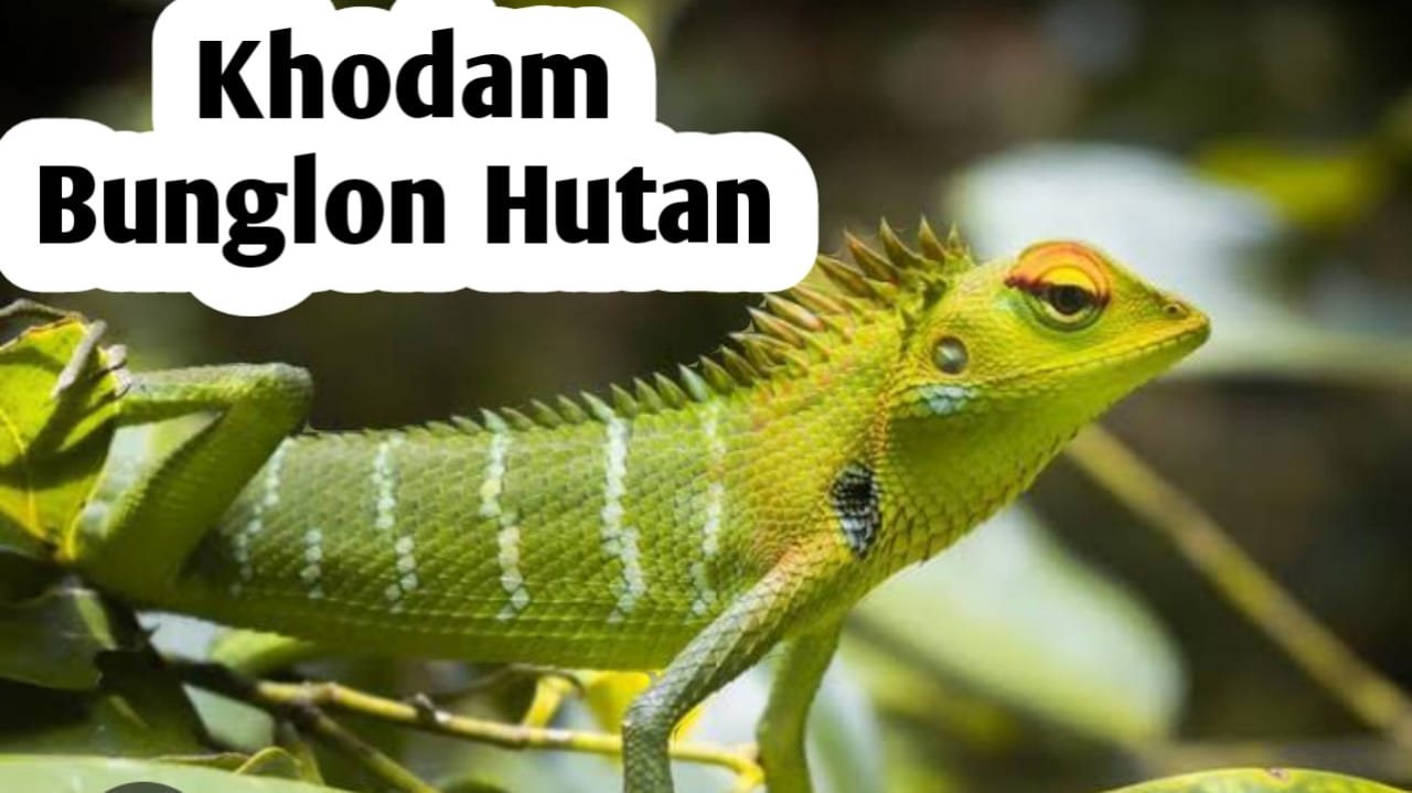 Khodam Bunglon Hutan, Punya Perlindungan Istimewa