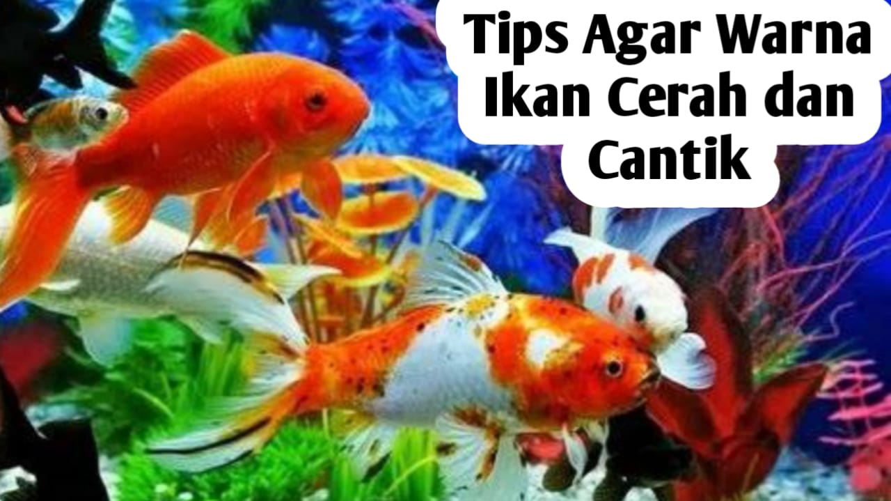 Tips Agar Ikan Hias Berwarna Cerah dan Cantik