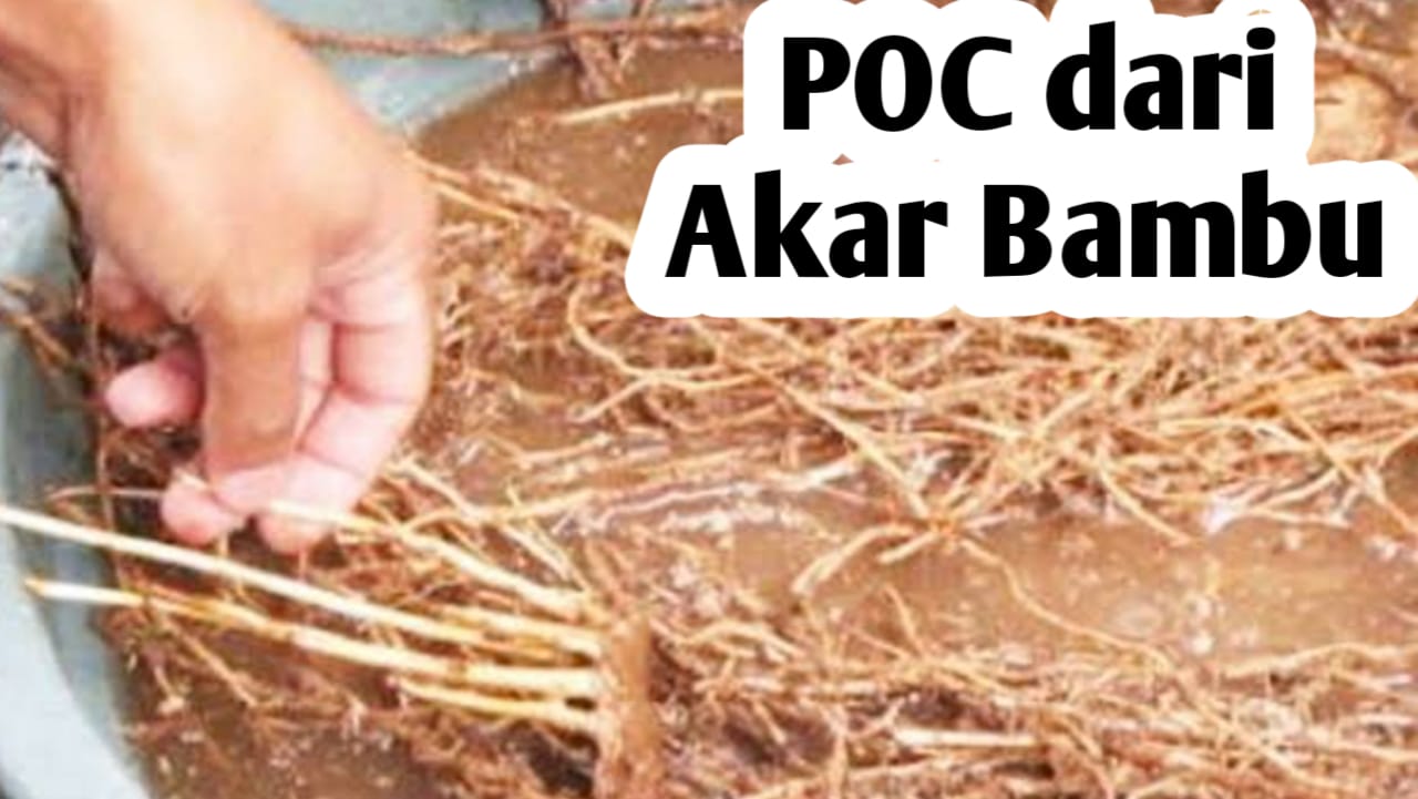 Membuat Pupuk Organik Cair dari Akar Bambu, Ini Manfaatnya