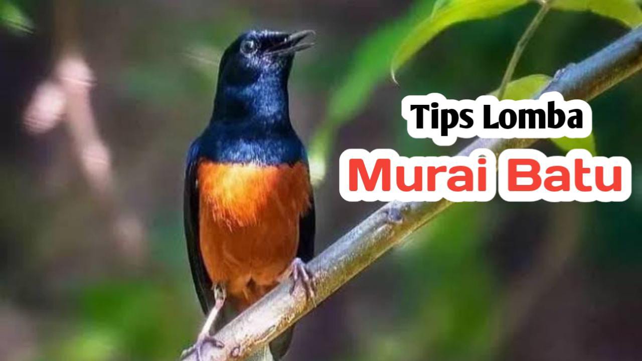 Persiapan Perlombaan Burung Murai Batu, Ikuti Tips Berikut Ini