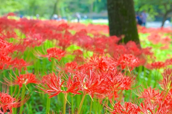 Red Spider Lily, Bunga Kematian yang Kerap Muncul dalam Anime dan Manga
