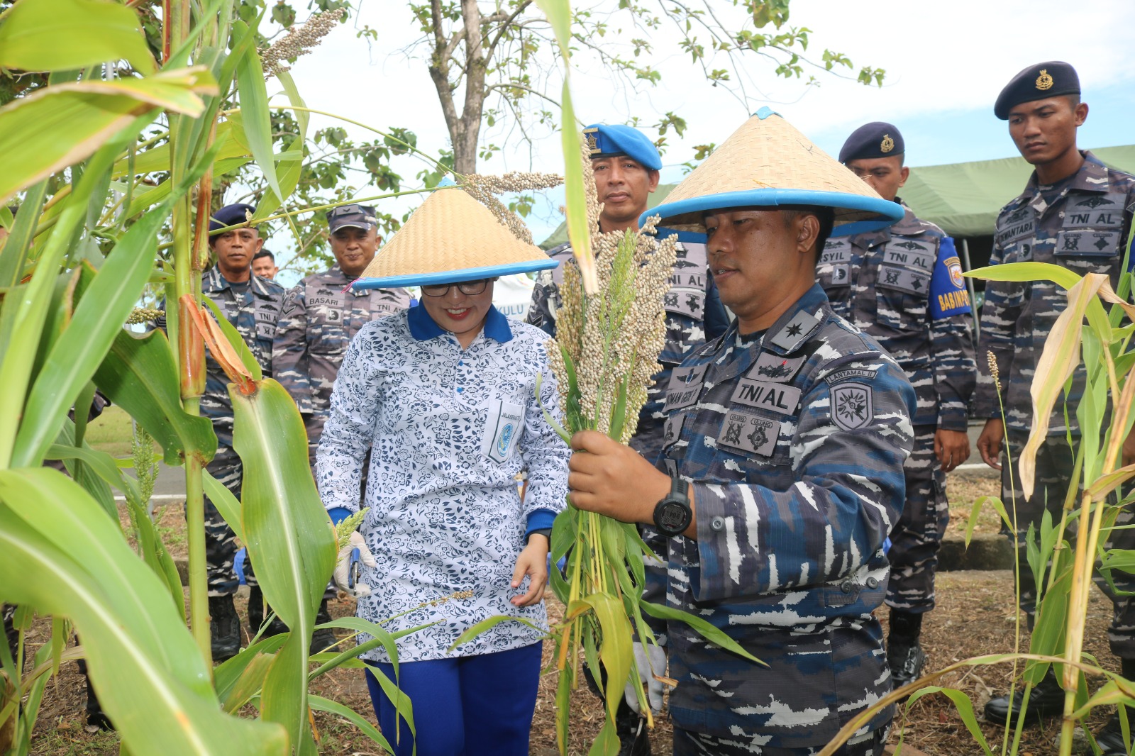 Tni Lanal Bengkulu Perdana Panen Raya Sorgum Di Provinsi Bengkulu