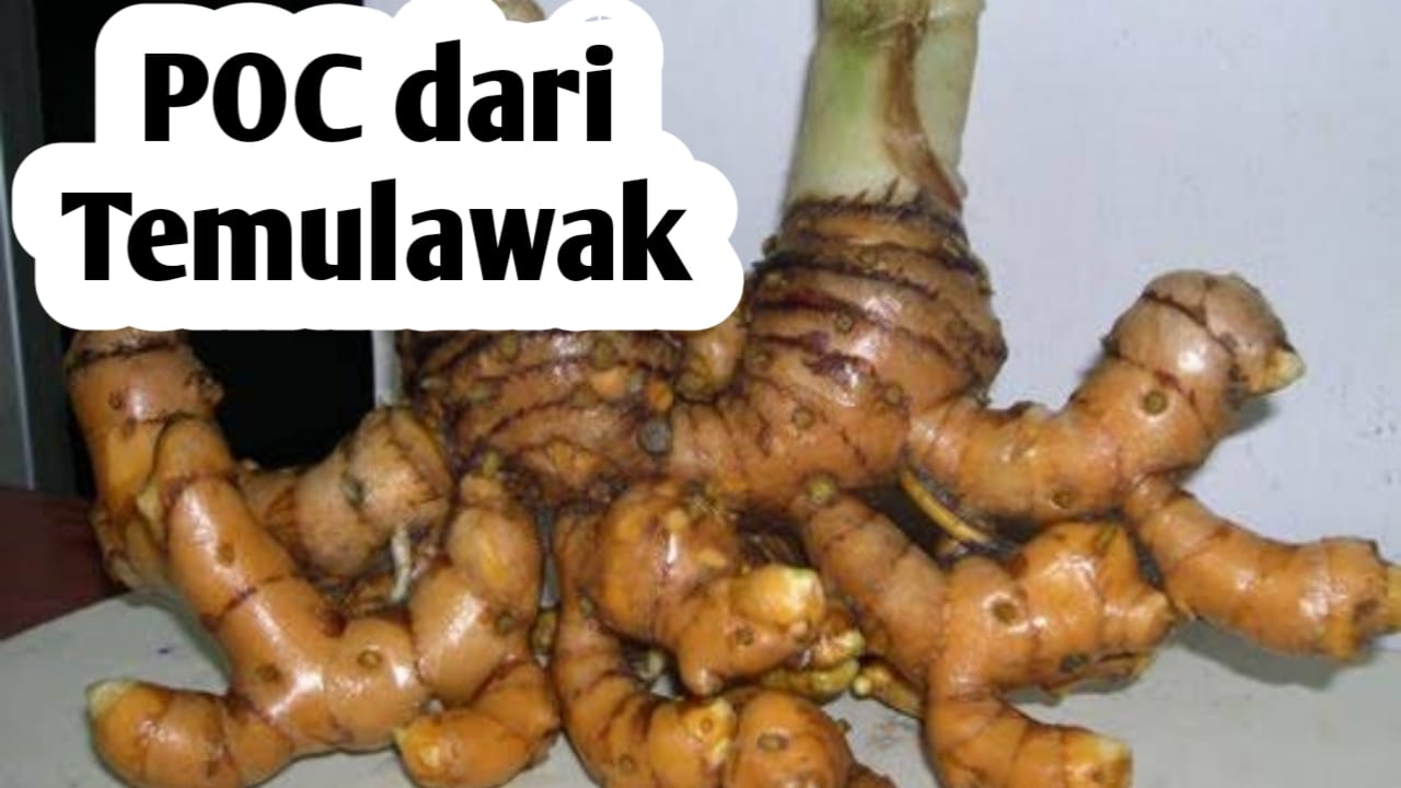 Membuat Pupuk Organik Cair dari Temulawak, Bagus untuk Kesuburan Tanah