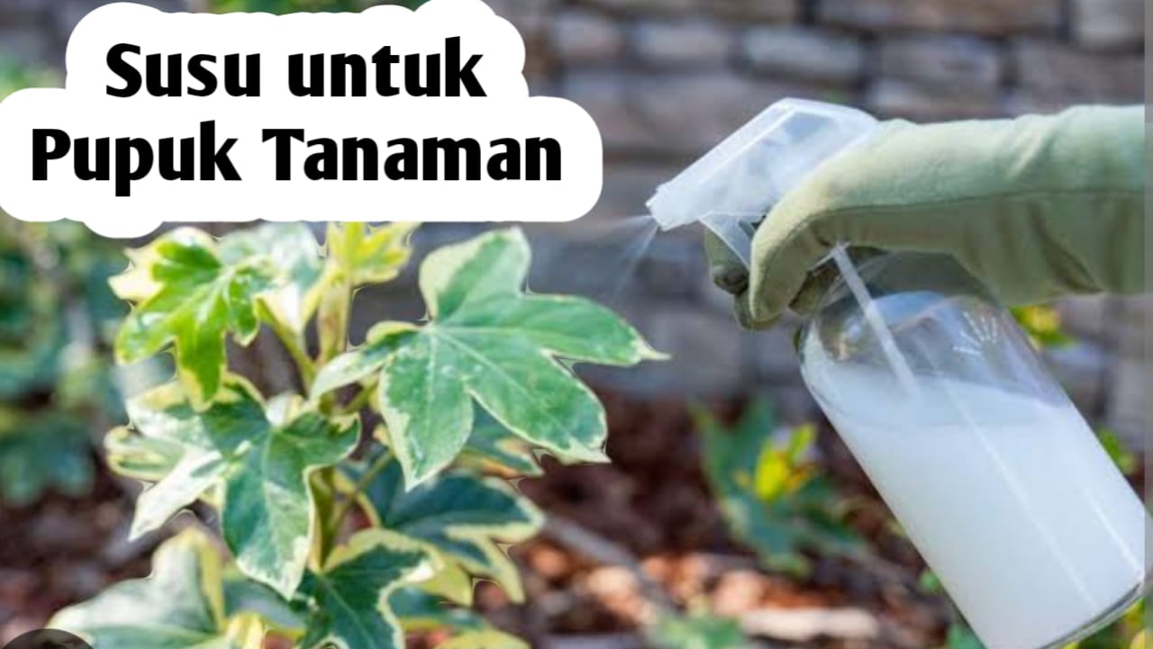 Manfaat Susu, Bisa Digunakan Sebagai Pupuk Tanaman