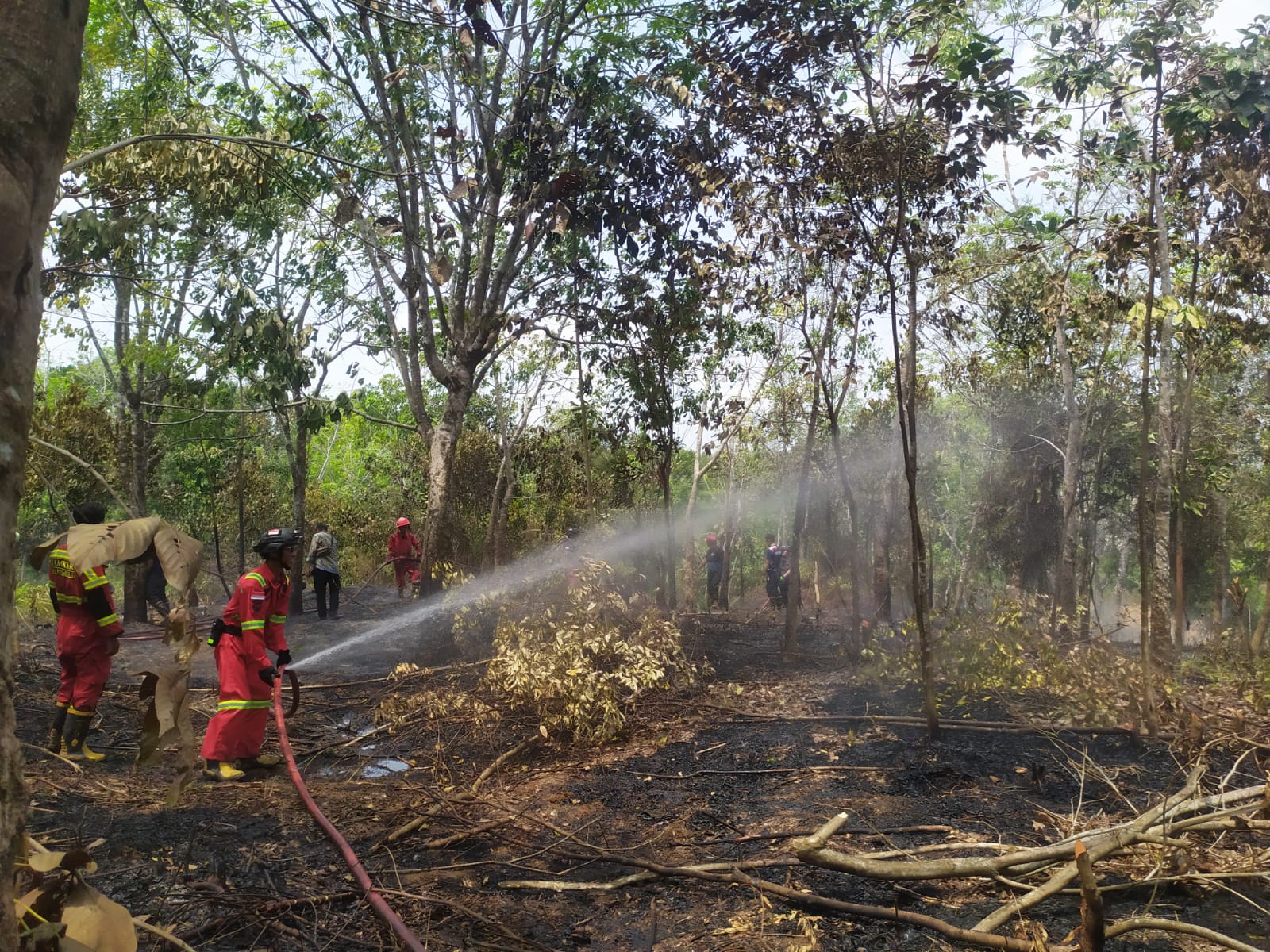 Kebun Karet Seluas 1,5 H Terbakar di Betungan Kota Bengkulu Terbakar, Diduga Disebabkan Puntung Rokok