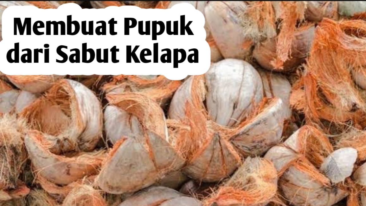 Cara Membuat Pupuk Kalium Organik dari Sabut Kelapa