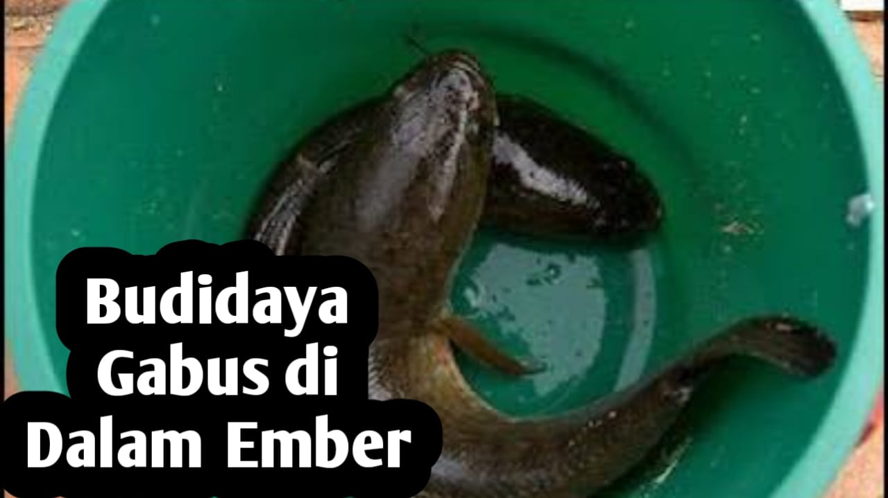Tips Memulai Budidaya Ikan Gabus di Dalam Ember
