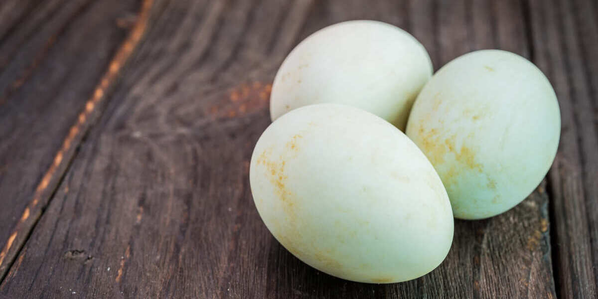 Khasiat Luar Biasa, Telur Bebek Bagus untuk Kesuburan Wanita