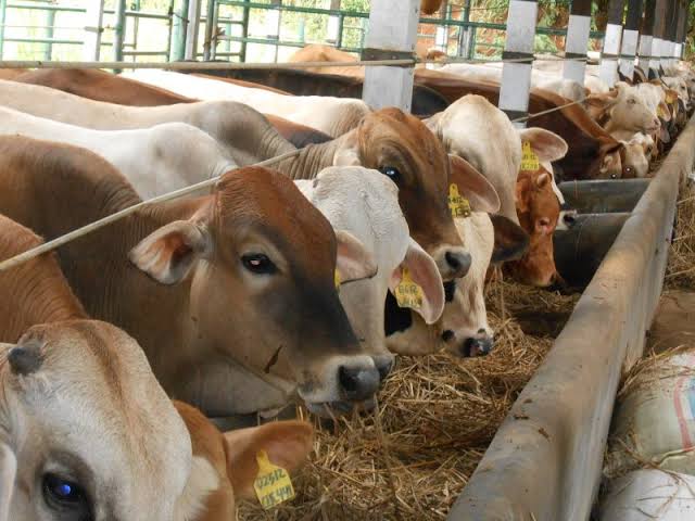 Pemkot Bengkulu Salurkan 52 Ekor Sapi dan 9 Kambing untuk Kurban