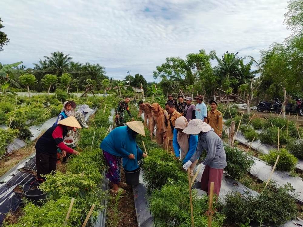 Perkuat Ketahanan Pangan, Pemdes Suka Menanti Targetkan Budidaya Cabai Jadi Sumber PAD Desa