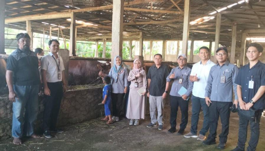 Hari Raya Idul Adha 1446, Kota Bengkulu Terima Bantuan Sapi Kurban Limousine 885 Kg dari Presiden Prabowo