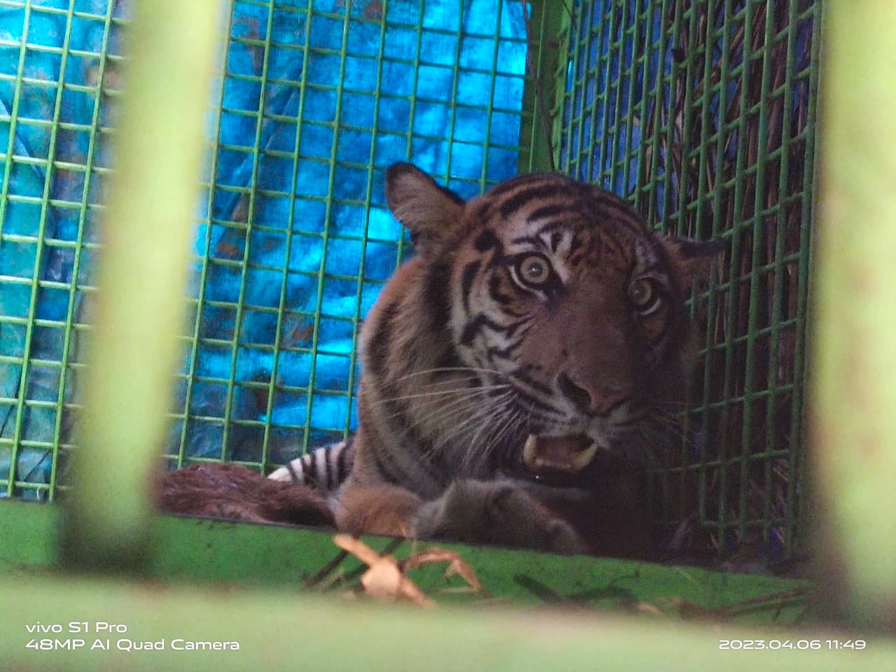 Harimau Sumatera Berkaki Buntung Tertangkap di Mukomuko, Diduga Sudah Memangsa Ternak Warga