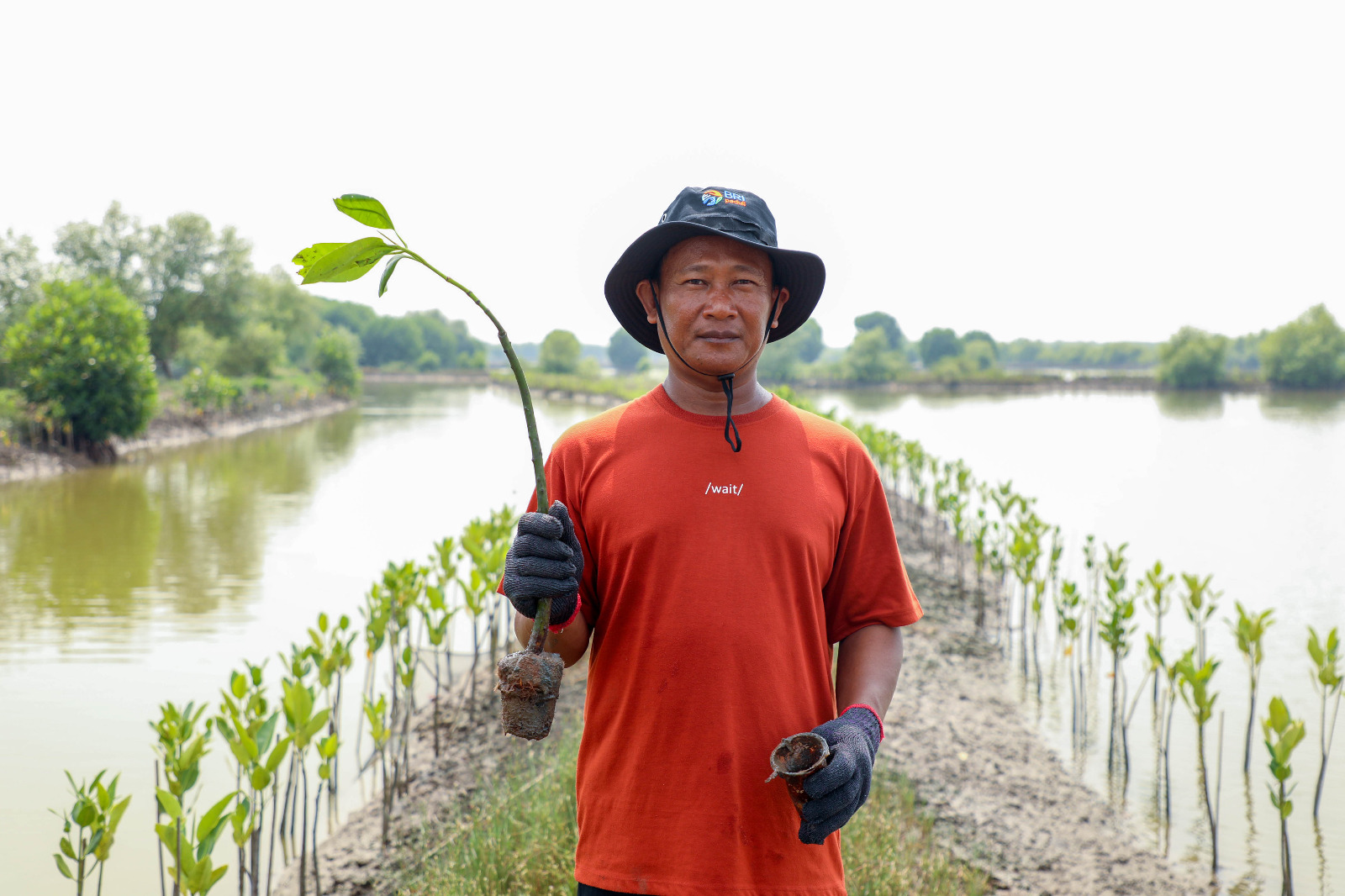 Peringati Hari Mangrove Sedunia, BRI Pertegas Komitmen, Selamatkan Lingkungan Lewat Perbaikan Ekosistem Pesis