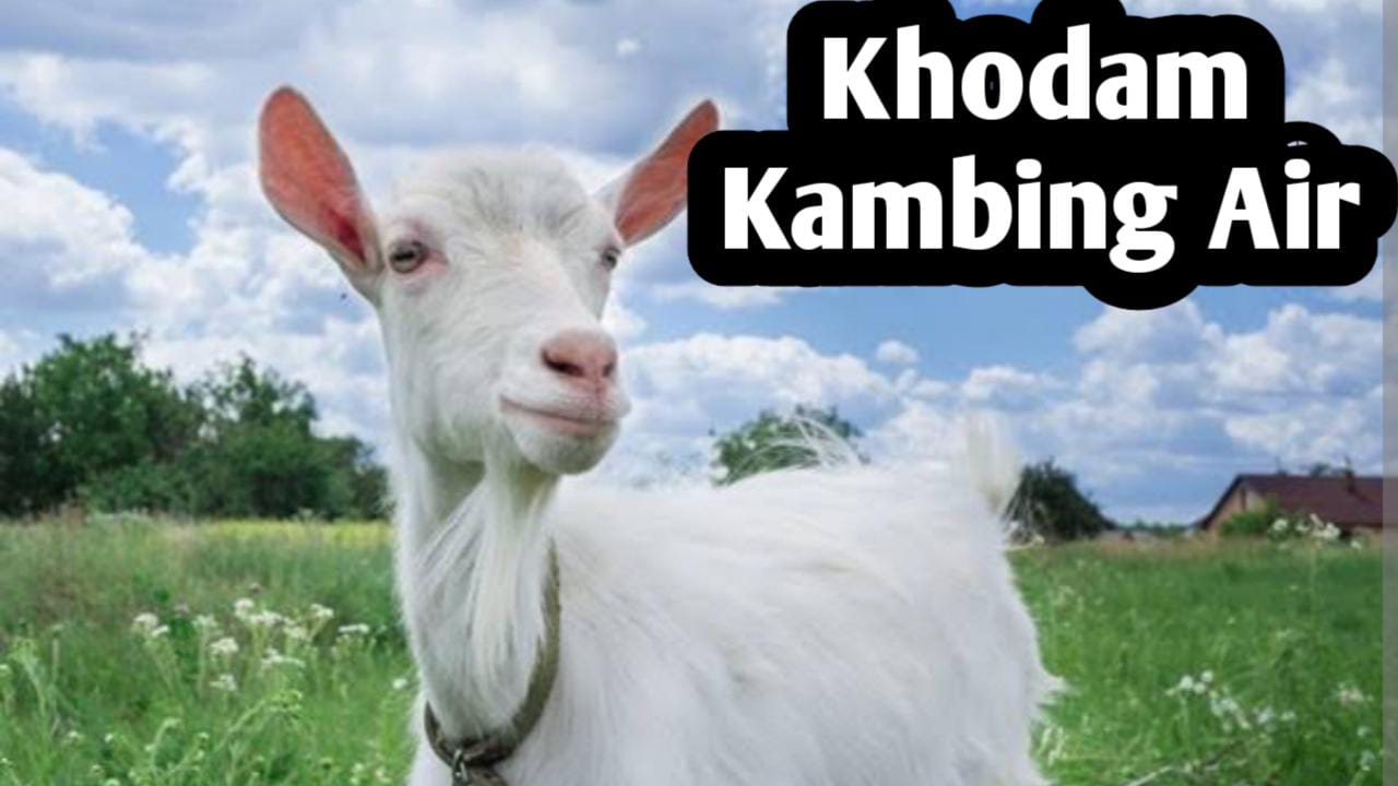 Kekuatan Khodam Kambing Air, Penjaga Kestabilan Karir