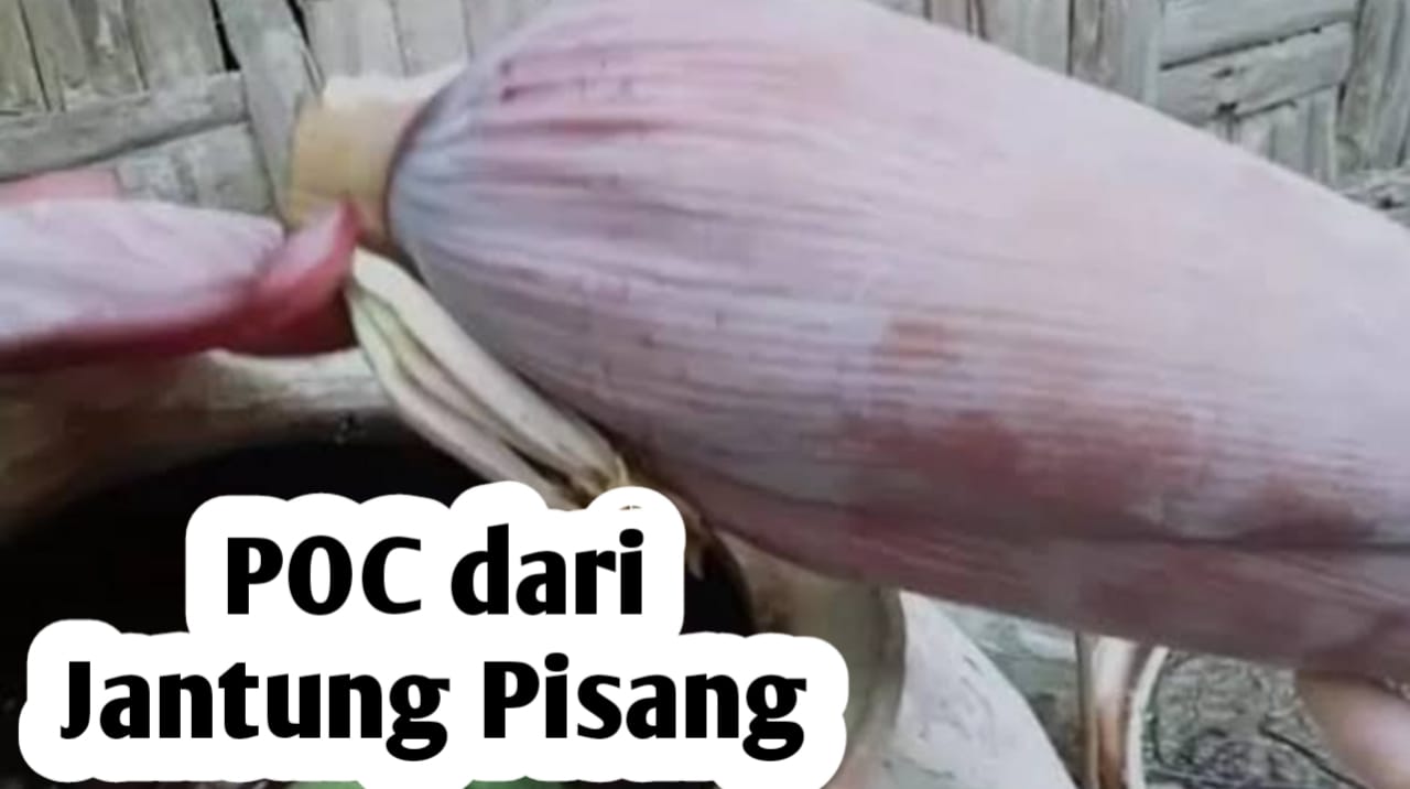 Mudah, Ini Cara Membuat Pupuk Cair dari Jantung Pisang