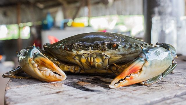 Kenali Tanda Kamu Punya Mental Kepiting! Tidak Disukai Banyak Orang