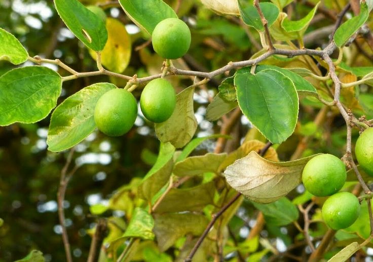 Miliki Rasa Manis yang Khas, Kenali 10 Manfaat Buah Bidara Untuk Kesehatan Tubuh 