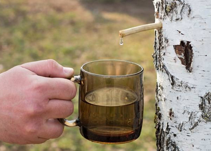 Ternyata Getah Pohon Birch Punya Manfaat Luar Biasa untuk Kesehatan