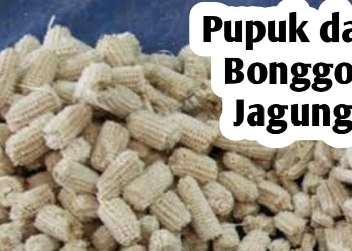 Manfaat Bonggol Jagung Sebagai Pupuk Tanaman