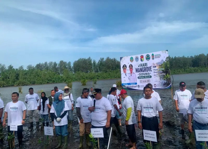 Gandeng Komunitas dan BUMDes, KKMD Mukomuko Gelar Aksi Perdana Tanam Mangrove