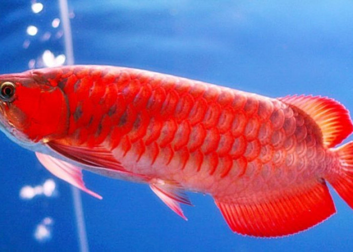 Wajib Dipelihara! Ikan Hias Ini Dipercaya Bisa Datangkan Keberuntungan dan Rezeki