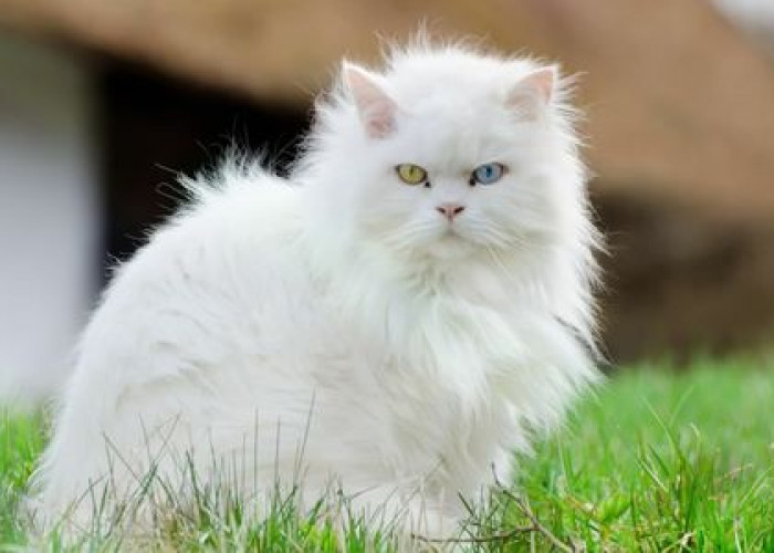 Hati-hati Kucing Campuran, Mengenal Ciri dan Karakteristik Kucing Anggora Sebelum Membelinya 