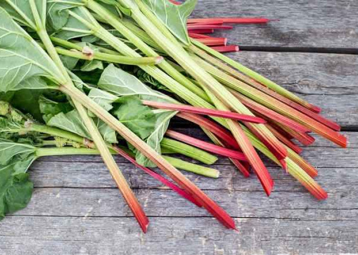 Ini Dia 6 Manfaat Rhubarb yang Perlu Diketahui