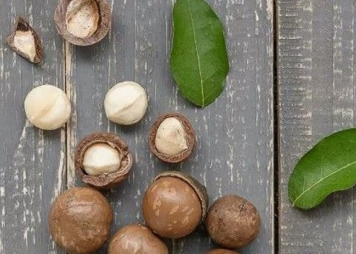 Lezat dan Bertekstur Renyah, 9 Manfaat Kacang Macadamia Untuk Kesehatan Tubuh 