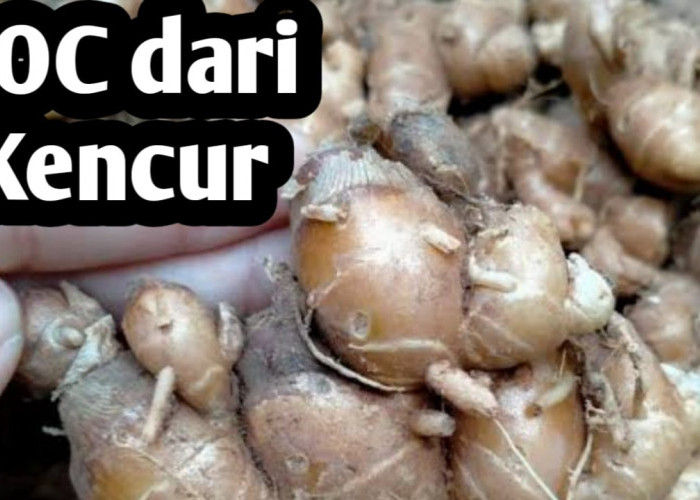 Manfaat Pupuk Organik Cair dari Kencur, Juga Sebagai Bioinsektisida