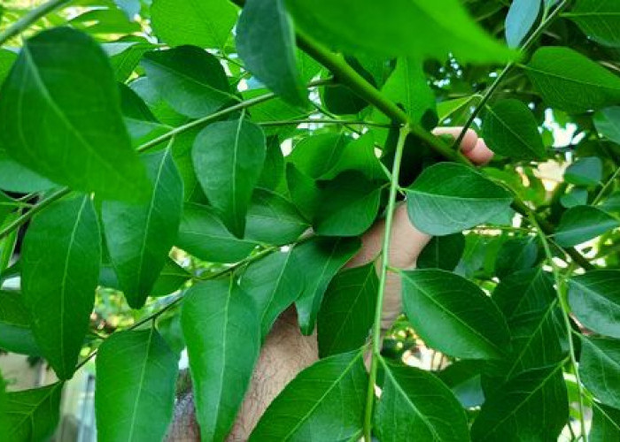 Sering Digunakan Sebagai Penyedap Makanan, Inilah Manfaat Daun Kari Untuk Kesehatan 