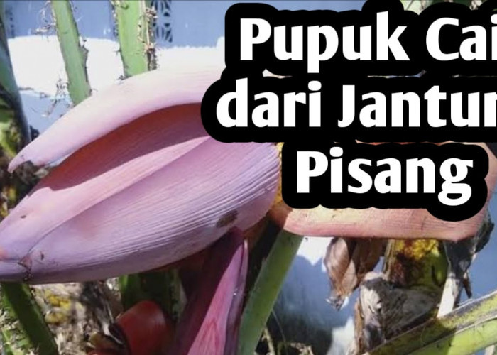 Cara Membuat Pupuk Cair dari Jantung Pisang