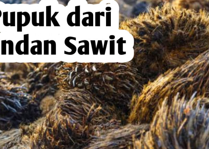 Cara Membuat Pupuk dari Tandan Sawit, Ini Kandungan Nutrisinya untuk Tanaman