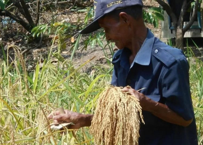 Pemkab Mukomuko Manfaatkan 640 Hektare Lahan Peremajaan Sawit untuk Tanam Padi Gogo, Dukung Ketahanan Pangan