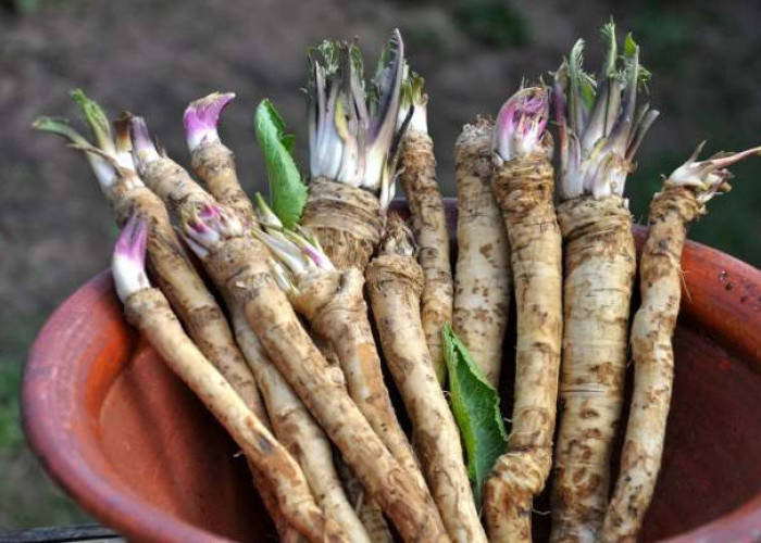 Horseradish: Kandungan Nutrisi, Manfaat, dan Cara Mengonsumsinya