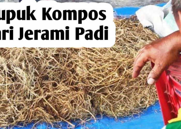 Cara Membuart Pupuk Kompos dari Jerami Padi