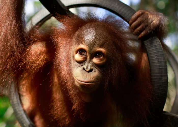 Kabut Asap Karhutla Tak Kunjung Hilang, Warga Samarinda Khawatirkan Nasib Orangutan