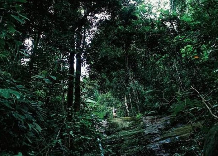 Misteri Desa Tumbal di Hutan Borneo