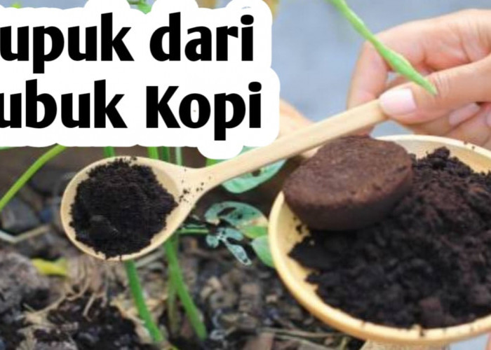 Manfaatkan Air Bubuk Kopi untuk Pupuk Tanaman