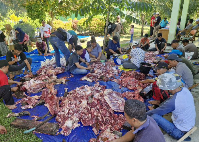Kecamatan Tanjung Kemuning Hingga Nasal Terbanyak Gelar Pemotongan Hewan Kurban 1447 H  